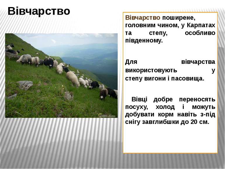 Вівчарство поширене, головним чином, у Карпатах та степу, особливо південному...