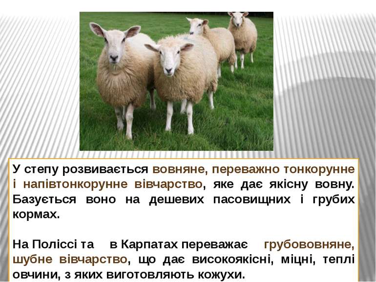 У степу розвивається вовняне, переважно тонкорунне і напівтонкорунне вівчарст...
