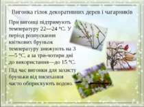 Вигонка гілок декоративних дерев і чагарників При вигонці підтримують темпера...