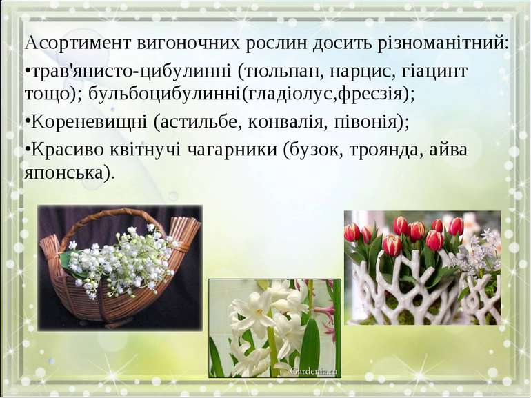 Асортимент вигоночних рослин досить різноманітний: трав'янисто-цибулинні (тюл...