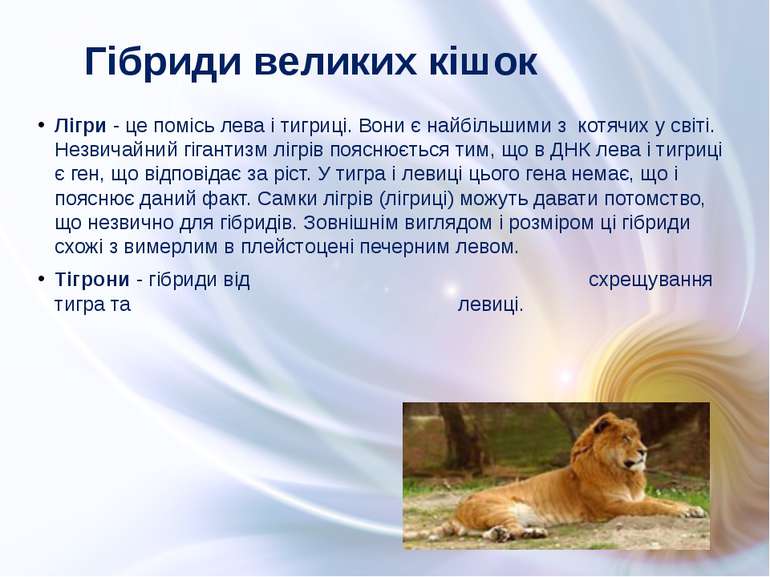 Лігри - це помісь лева і тигриці. Вони є найбільшими з котячих у світі. Незви...
