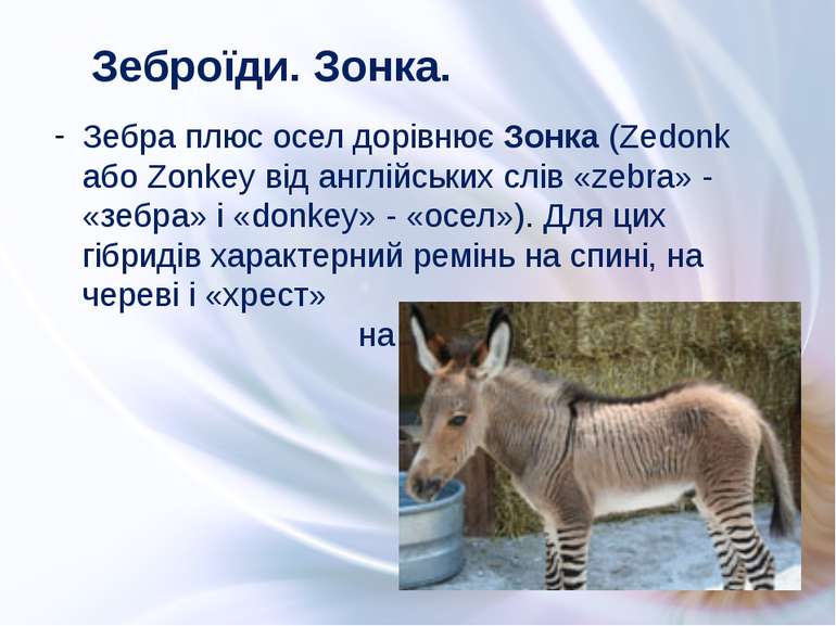 Зебра плюс осел дорівнює Зонка (Zedonk або Zonkey від англійських слів «zebra...