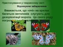 Вважається, що «очі» на крилах багатьох метеликів слугують для дезорієнтації ...