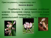 Подібність із рослинами особливо широко поширена серед тропічних видів комах....