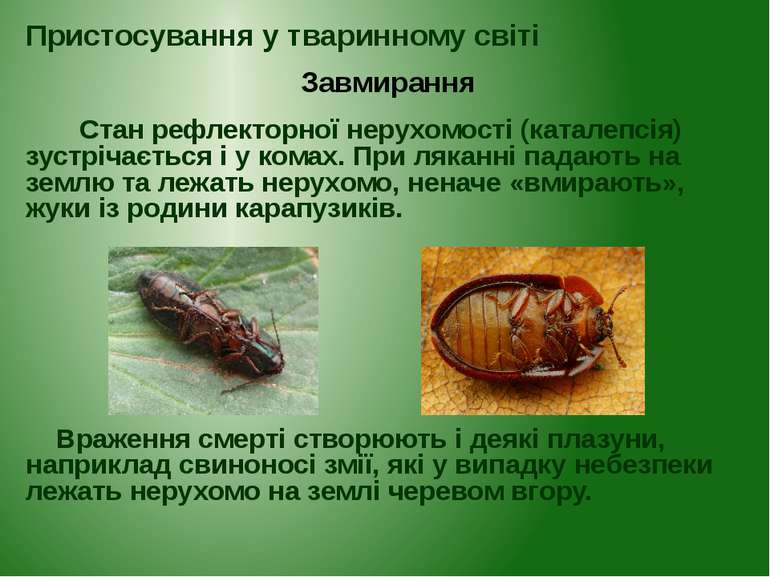 Стан рефлекторної нерухомості (каталепсія) зустрічається і у комах. При лякан...