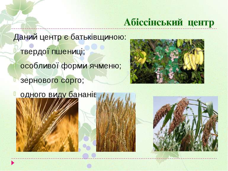 Абіссінський центр Даний центр є батьківщиною: твердої пшениці; особливої фор...