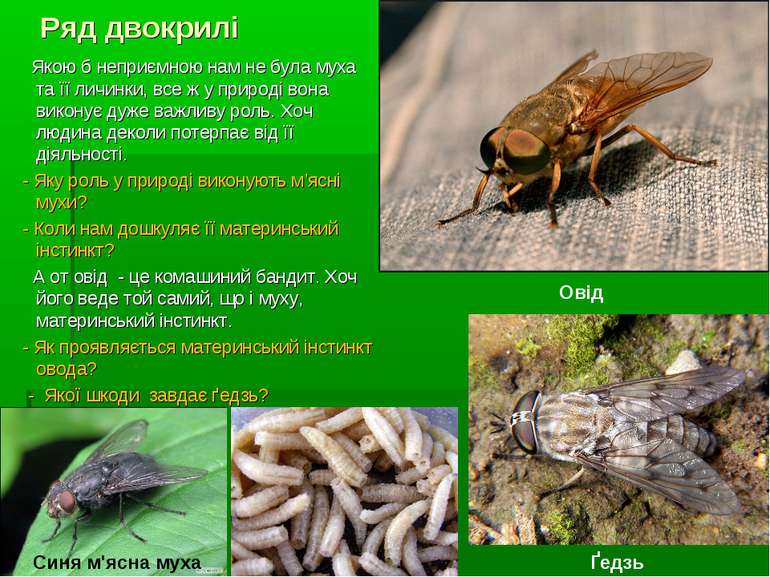 Ряд двокрилі Якою б неприємною нам не була муха та її личинки, все ж у природ...