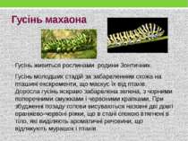 Гусінь махаона Гусінь живиться рослинами  родини Зонтичних. Гусінь молодших с...