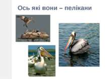 Ось які вони – пелікани