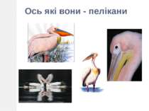 Ось які вони - пелікани