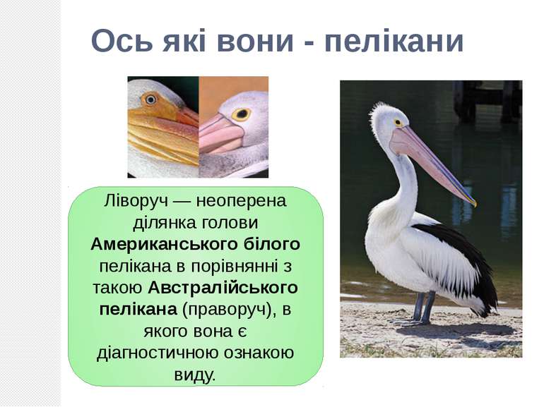 Ліворуч — неоперена ділянка голови Американського білого пелікана в порівнянн...