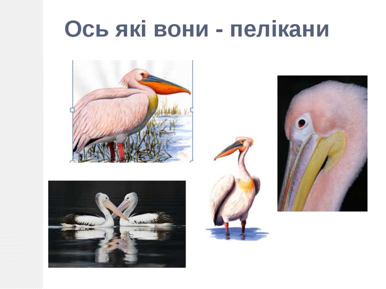 Ось які вони - пелікани