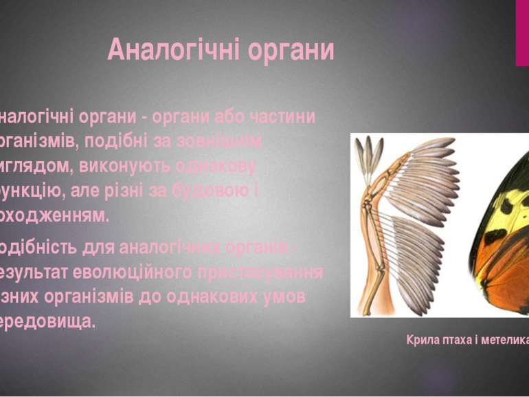 Аналогічні органи Аналогічні органи - органи або частини організмів, подібні ...
