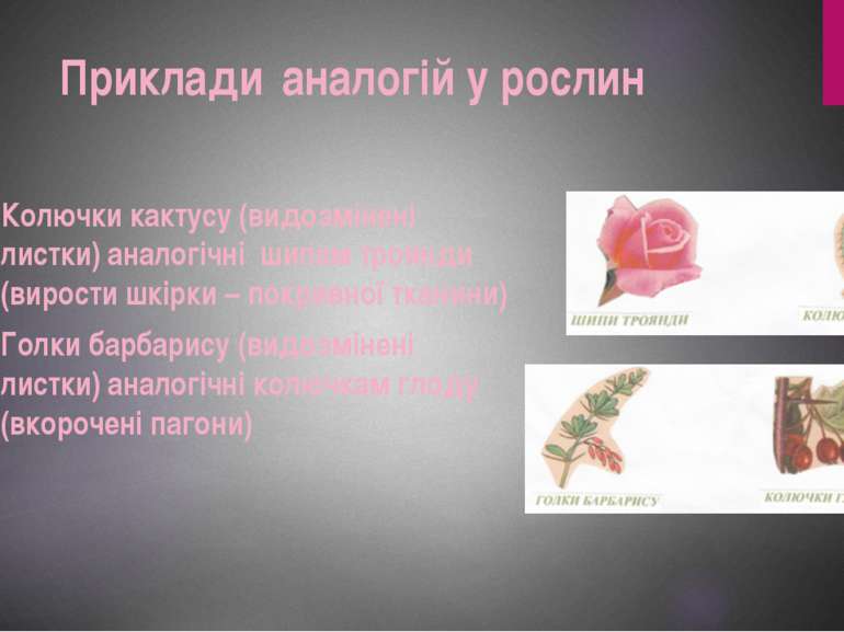 Характеристики зовнішнього вигляду троянди з мутацією