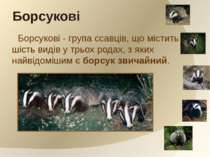 Борсукові - група ссавців, що містить шість видів у трьох родах, з яких найві...