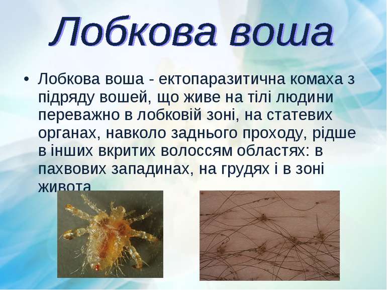 Лобкова воша - ектопаразитична комаха з підряду вошей, що живе на тілі людини...
