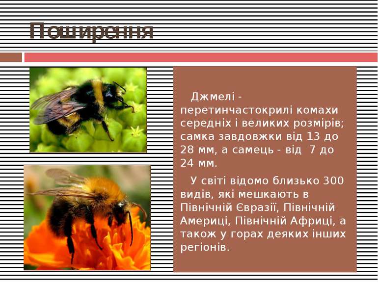 Поширення Джмелі - перетинчастокрилі комахи середніх і великих розмірів; самк...