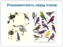 Різноманітність порід птахів