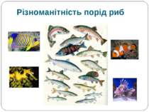 Різноманітність порід риб