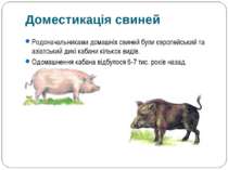 Родоначальниками домашніх свиней були європейський та азіатський дикі кабани ...