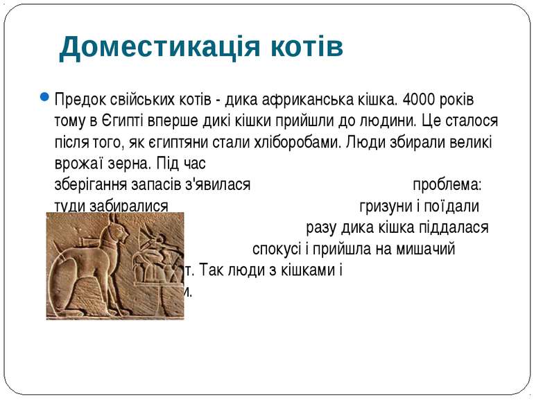 Предок свійських котів - дика африканська кішка. 4000 років тому в Єгипті впе...