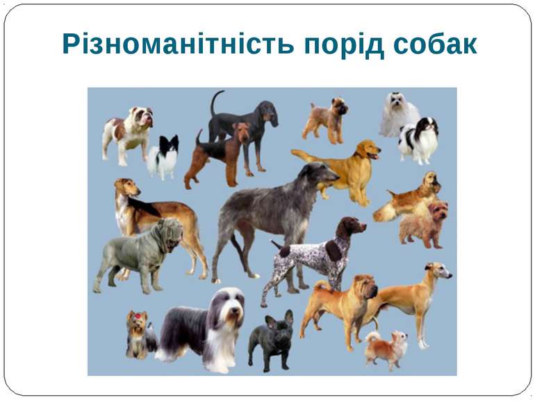 Різноманітність порід собак