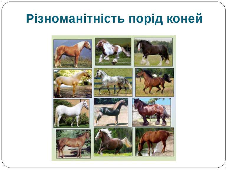 Різноманітність порід коней