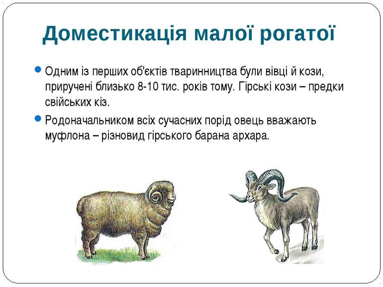 Одним із перших об'єктів тваринництва були вівці й кози, приручені близько 8-...