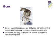 Вовк Вовк - хижий ссавець, що добуває їжу самостійно активним пошуком та пере...