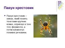 Павук-хрестовик Павук-хрестовик – хижак, який ловить тенетами крупних комах, ...