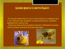 По шорсткій поверхні бджола здатна тягнути вантаж, що перевищує вагу її тіла ...