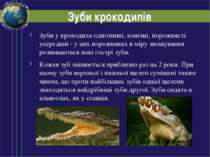 Зуби крокодилів Зуби у крокодила однотипні, конічні, порожнисті усередині - у...