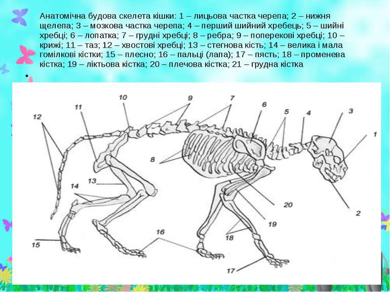 Анатомічна будова скелета кішки: 1 – лицьова частка черепа; 2 – нижня щелепа;...