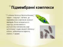У клітинах багатьох багатоклітинних тварин – інфузорії, евглени, до підмембра...