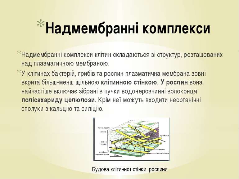 Надмембранні комплекси Надмембранні комплекси клітин складаються зі структур,...