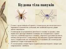 Голова і груди павуків об'єднані у головогруди, що сполучаються із черевцем з...