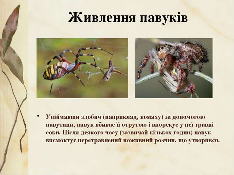 Упіймавши здобич (наприклад, комаху) за допомогою павутини, павук вбиває її о...