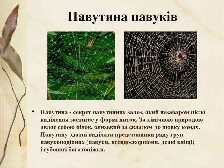 Павутина - секрет павутинних залоз, який незабаром після виділення застигає у...