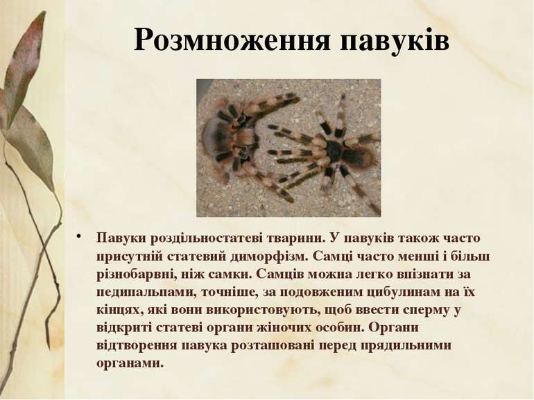 Павуки роздільностатеві тварини. У павуків також часто присутній статевий дим...