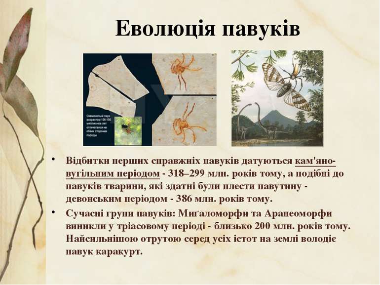 Відбитки перших справжніх павуків датуються кам'яно-вугільним періодом - 318–...