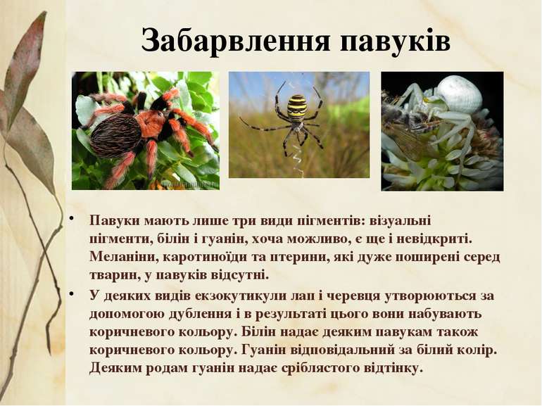 Павуки мають лише три види пігментів: візуальні пігменти, білін і гуанін, хоч...
