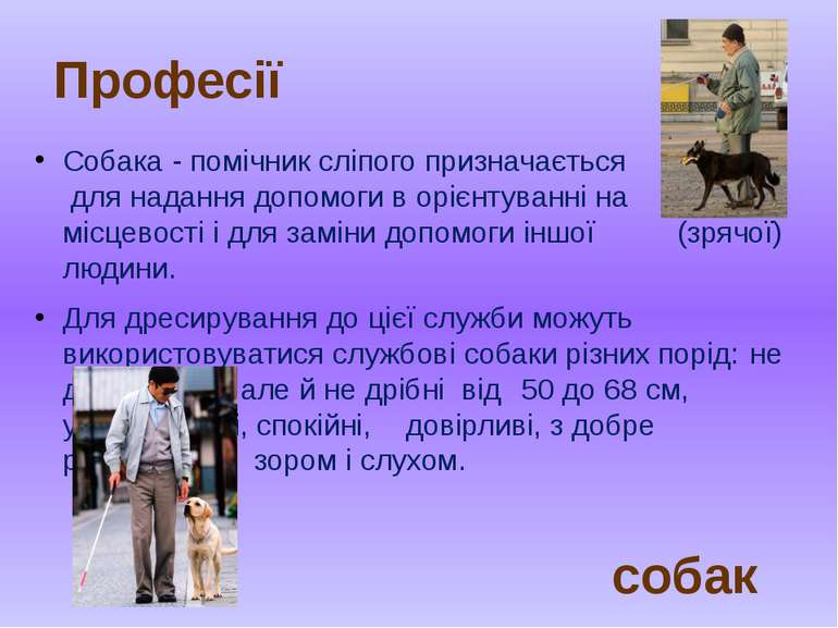Собака - помічник сліпого призначається для надання допомоги в орієнтуванні н...