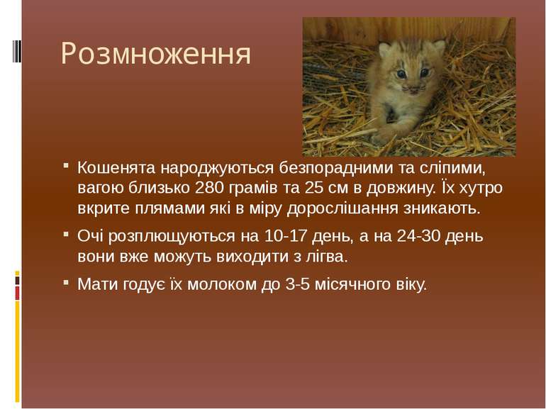 Розмноження Кошенята народжуються безпорадними та сліпими, вагою близько 280 ...