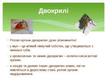 Ротові органи двокрилих дуже різноманітні: у мух – це м'який лижучий хоботок,...