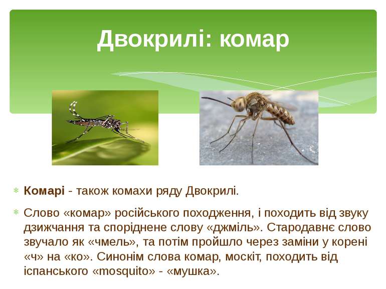 Комарі - також комахи ряду Двокрилі. Слово «комар» російського походження, і ...