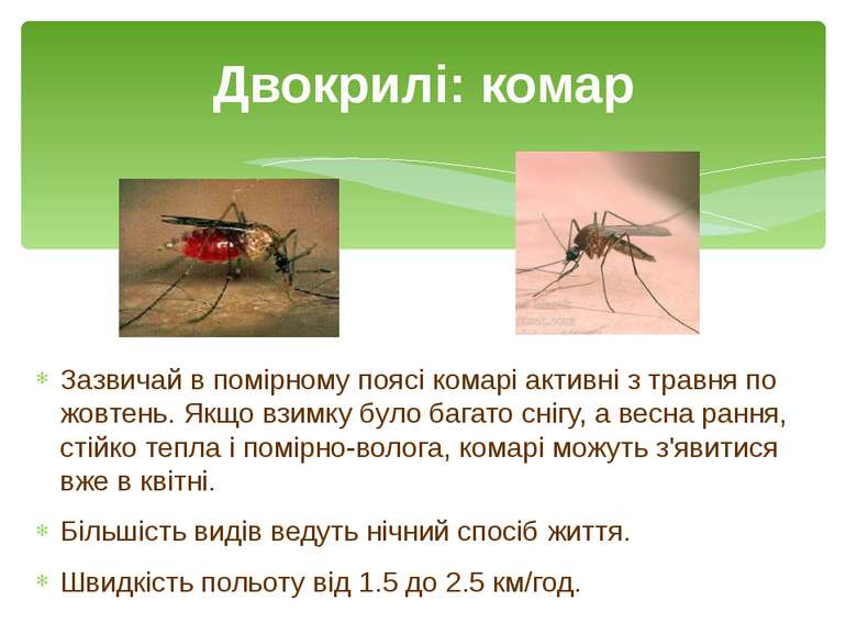Зазвичай в помірному поясі комарі активні з травня по жовтень. Якщо взимку бу...