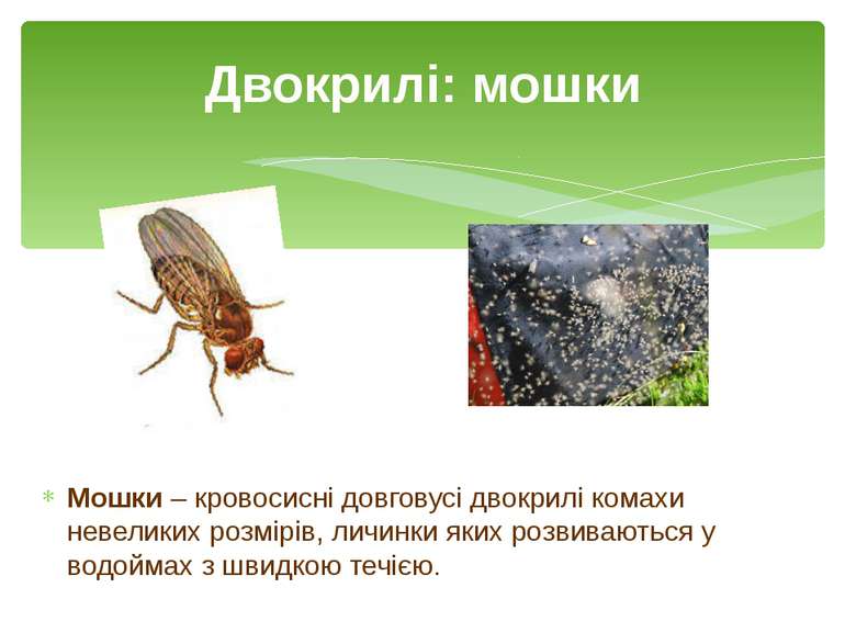 Мошки – кровосисні довговусі двокрилі комахи невеликих розмірів, личинки яких...