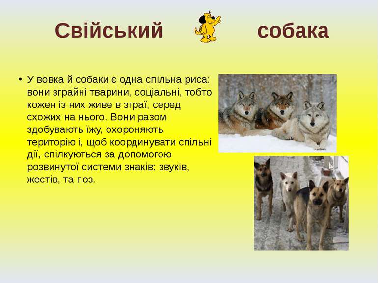 У вовка й собаки є одна спільна риса: вони зграйні тварини, соціальні, тобто ...