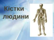 Кістки людини