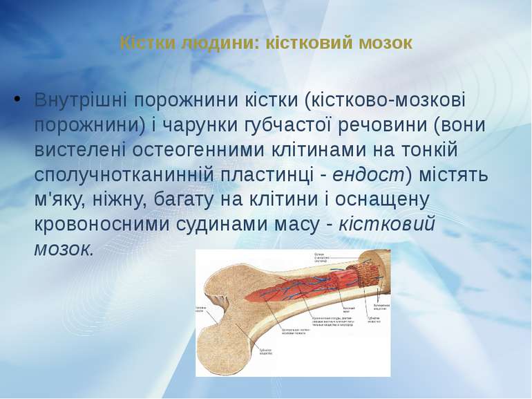 Внутрішні порожнини кістки (кістково-мозкові порожнини) і чарунки губчастої р...